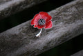 Poppy Red Flower Brooch