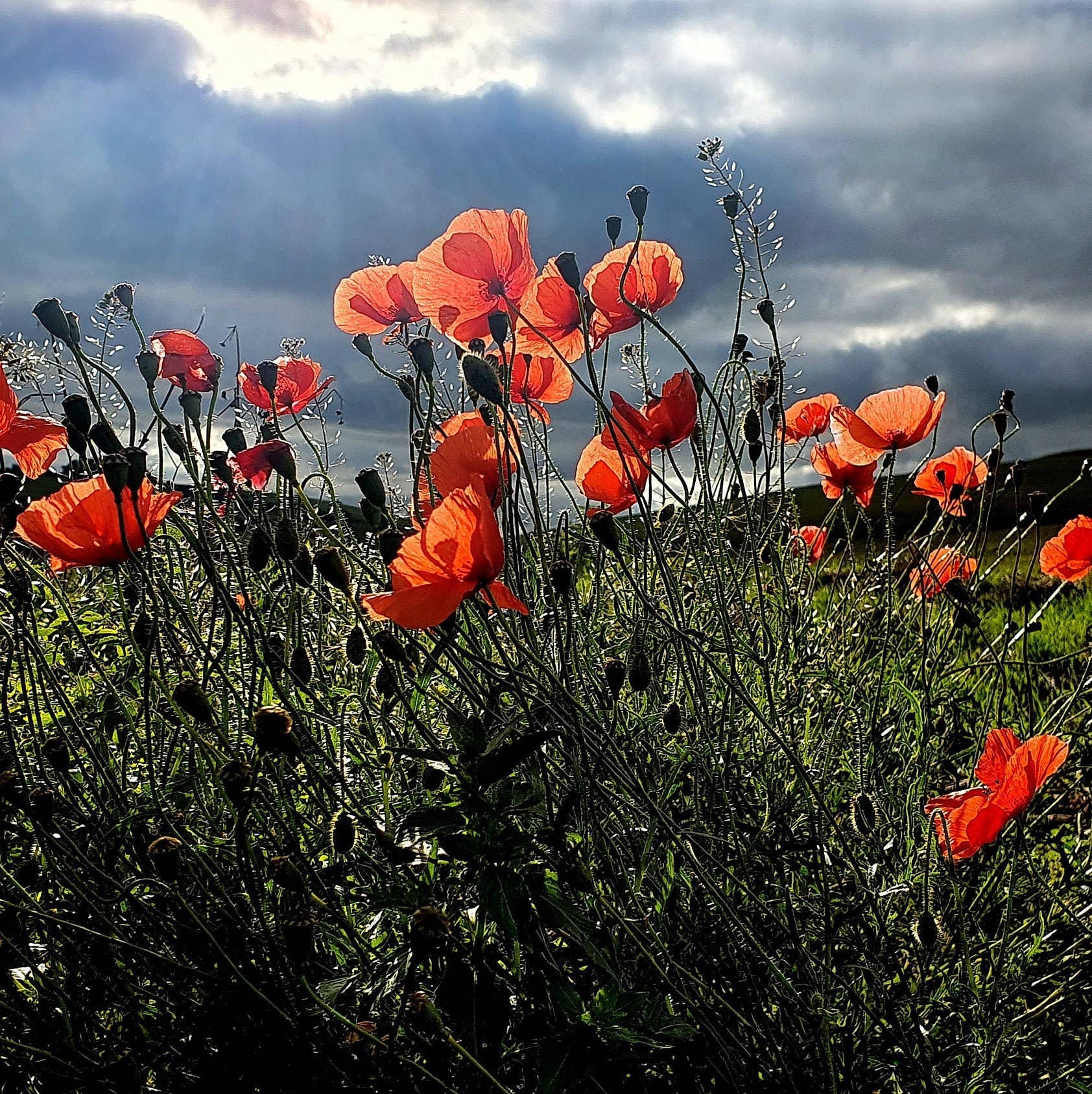 Poppy Red Flower Brooch