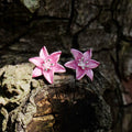 Lily Pink Star Gazer Flower Post Stud Earrings, Silver Plated