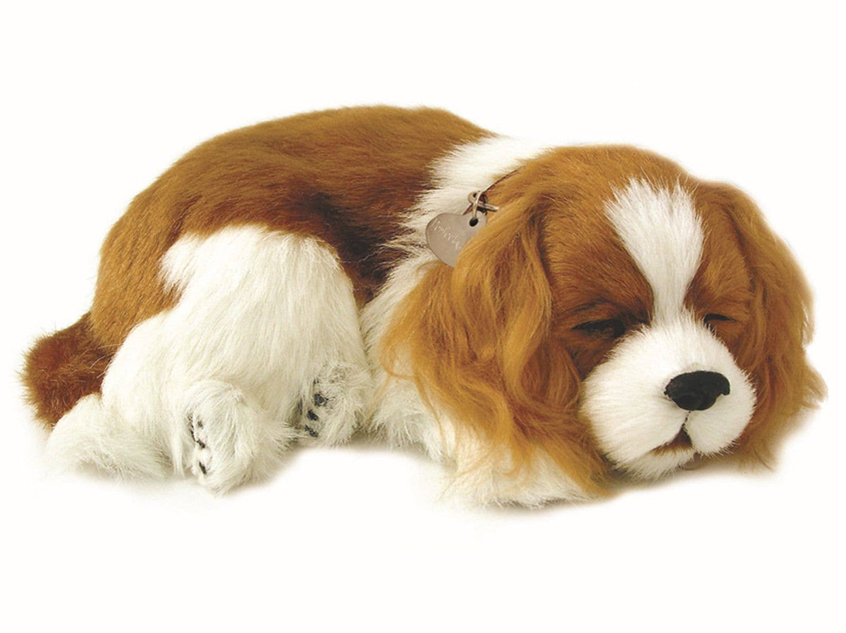 Precious Petzzz - Cavalier King Charles Spaniel